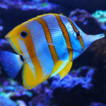 Butterfly fish