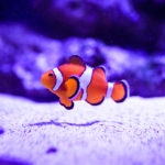 Clownfish