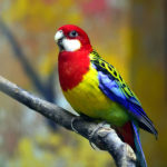 Eastern Rosella