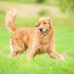 Golden Retriever dog