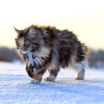 Maine coon cat