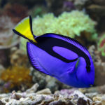 Butterfly fish