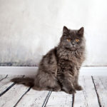 Maine coon cat